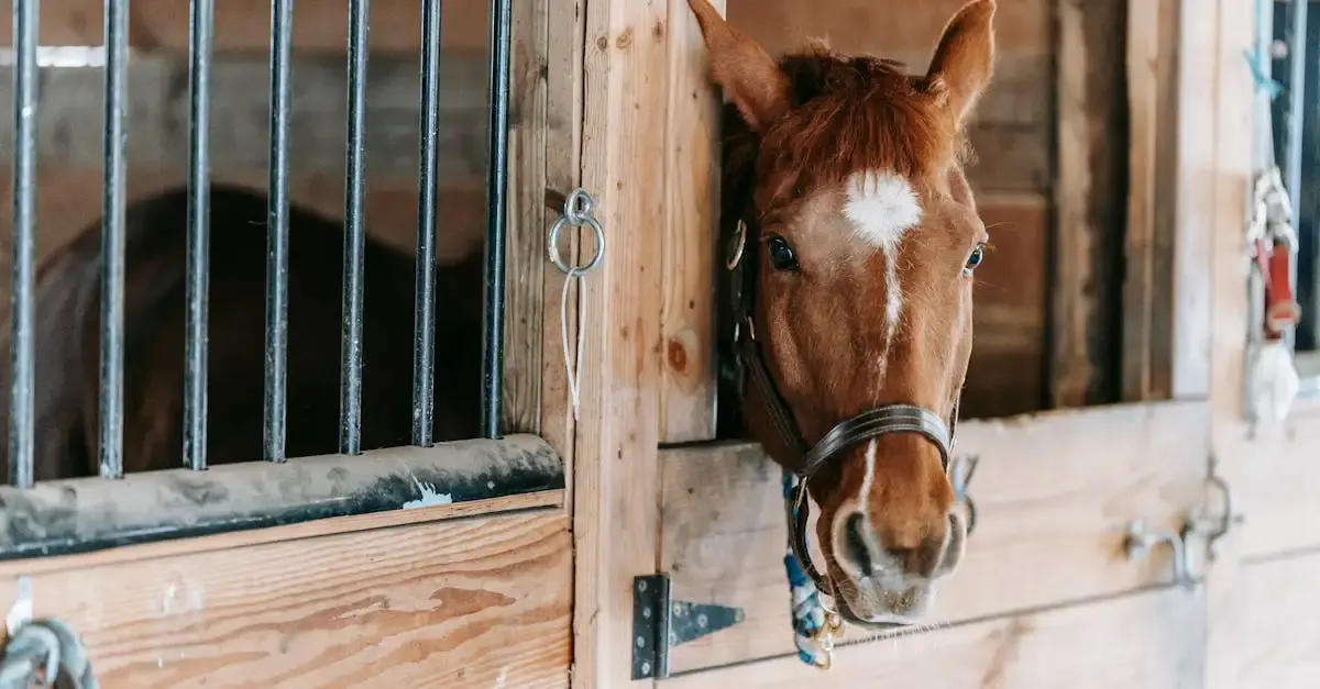 Abri chevaux sans permis de construire