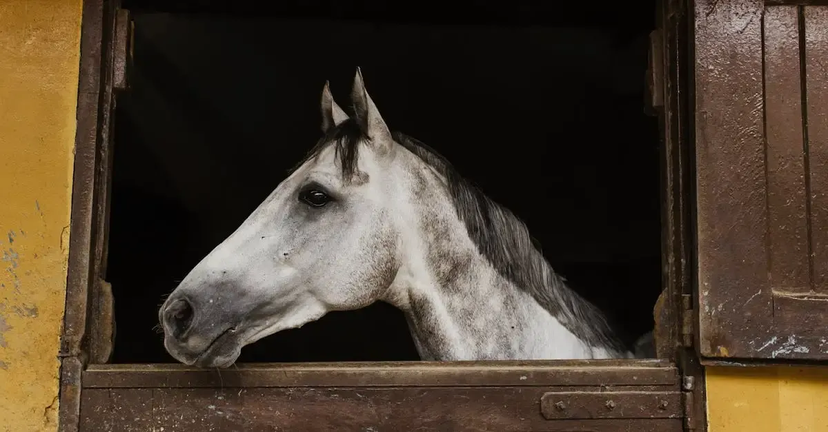 Cerfa Permis de Construire pour Box à Chevaux : Guide